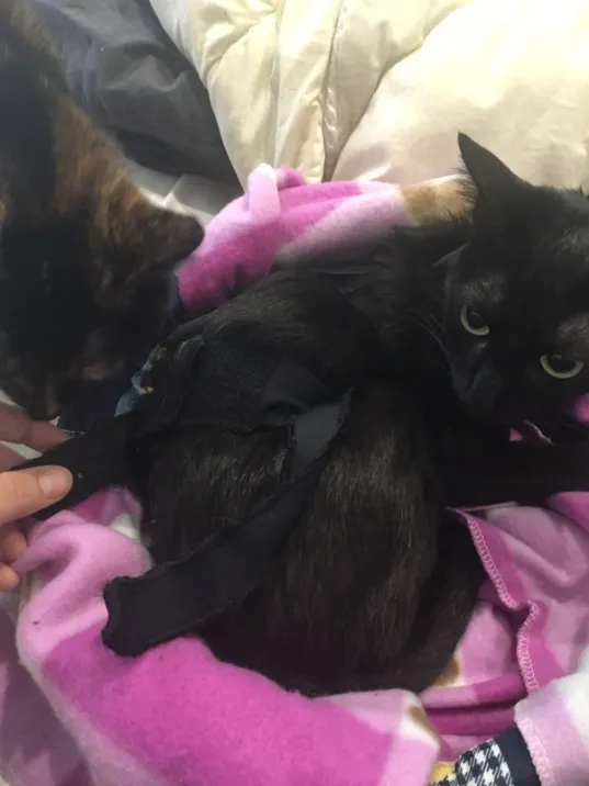 Schwarze Katze im MIMAR® Body nach ihrer Kastration