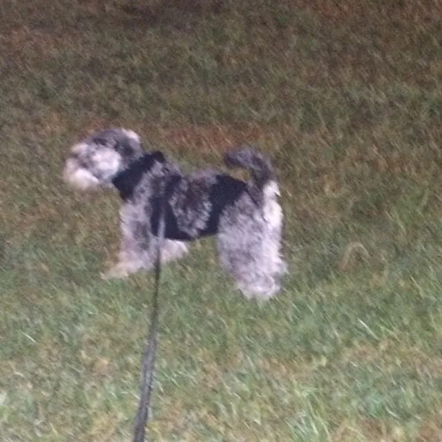 Zwergschnauzer beim Spaziergang im MIMAR® Body