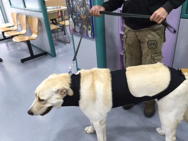 Kastrierte Golden-Retriever-Hündin, entspannt im MIMAR® Suit Recovery Body
