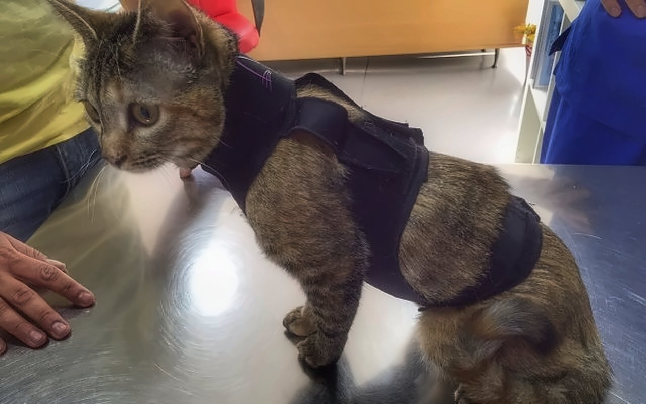 Gatto tigrato con la tuta lunga MIMAR® Suit Recovery