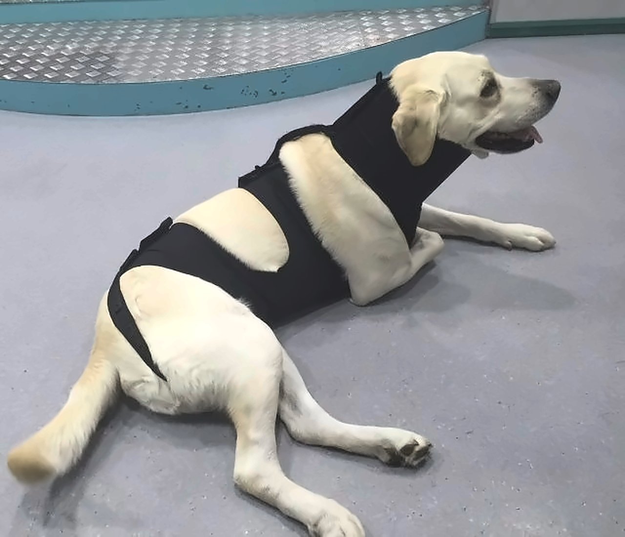 Labrador sdraiato e tranquillo con la tuta lunga MIMAR® Suit Recovery